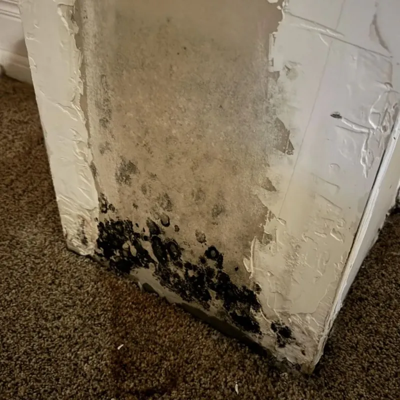 Professional Mold Removal in Churubusco, IN